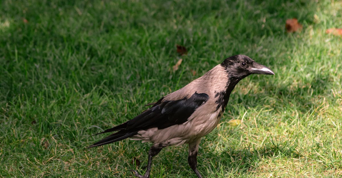Why does my rooster crow in the afternoon