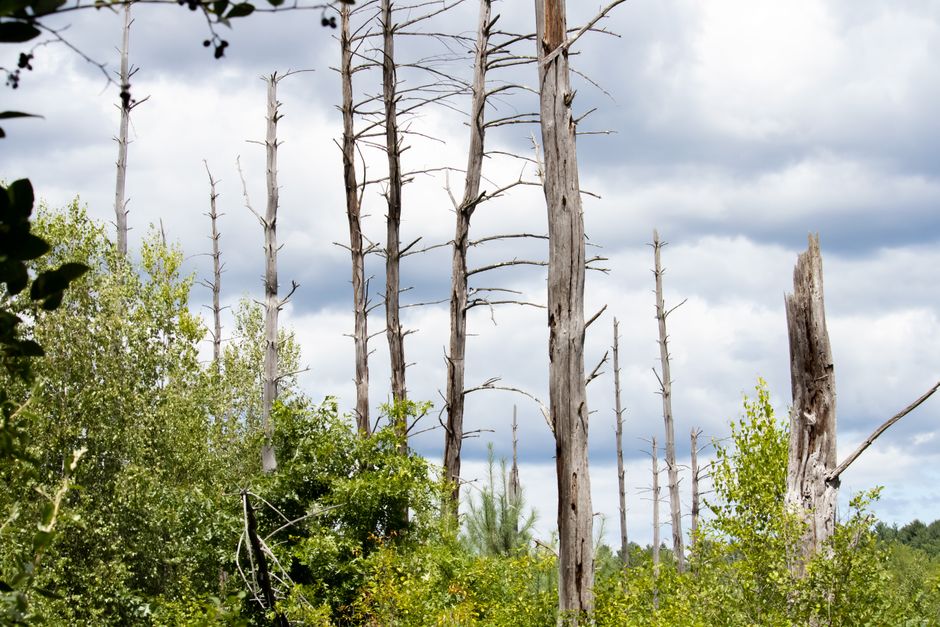 Bare leafless tree trunks silhouetted against a cloudy sky — how to tell if a tree is dead in Surrey BC