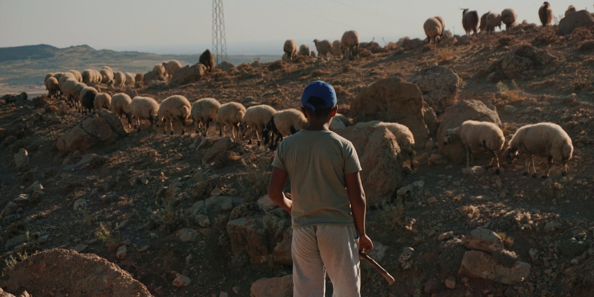 Backview of Young Shepherd standing near Group of Sheep