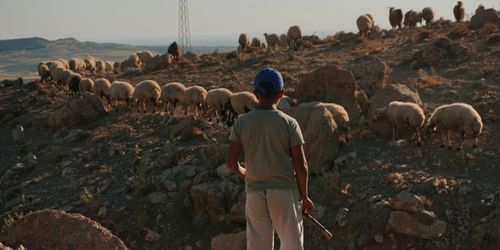 Free A young shepherd leads a flock of sheep across a rocky, rural landscape during the day. Stock Photo