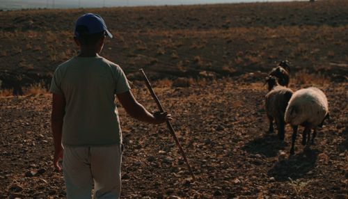 Free A shepherd guiding sheep across a dry field in Derik, Mardin, Türkiye. Stock Photo