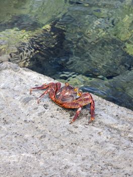 Vibrant red crab sitting on coastal rocks in the Galápagos Islands, Ecuador.