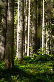 Sunlight filtering through a tranquil forest with lush greenery and tall trees.