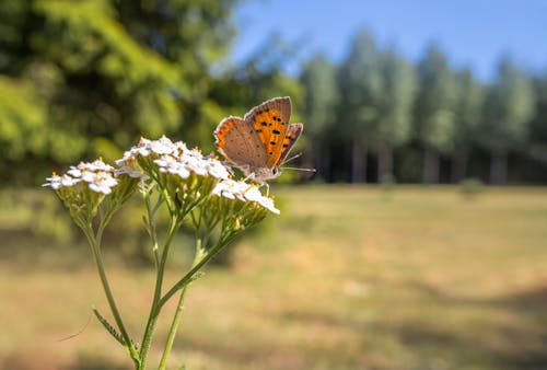 бесплатная Бесплатное стоковое фото с lycaena phlaeas, американская медь, бабочка Стоковое фото