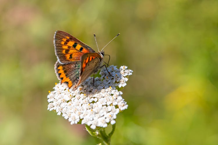  A Butterfly On An Inflorescence