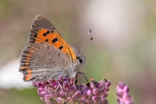 Fotobanka s bezplatnými fotkami na tému lycaena phlaeas, makrofotografia, malá meď