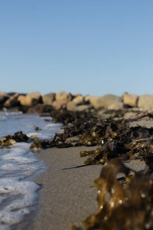 Foto profissional grátis de areia da praia, grama molhada, litoral
