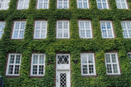 A Brick Building Covered with Climbing Plants 