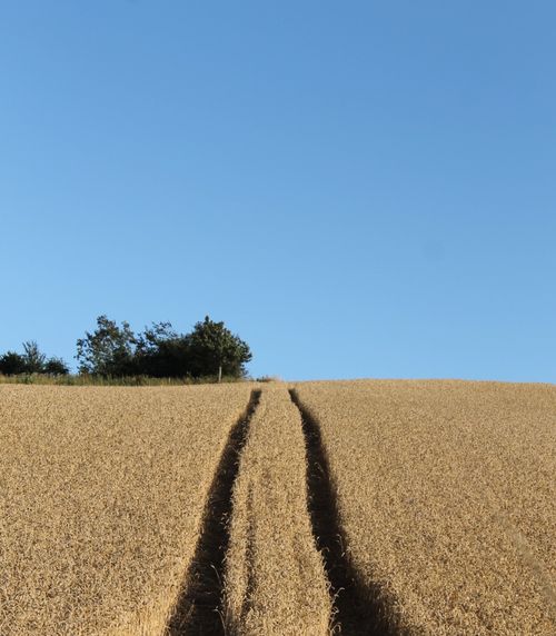 Free Peaceful wheat field under a clear blue sky, perfect for nature enthusiasts. Stock Photo