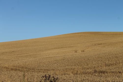 Free Sprawling wheat field in golden hues under a clear blue sky, showcasing nature's tranquility. Stock Photo