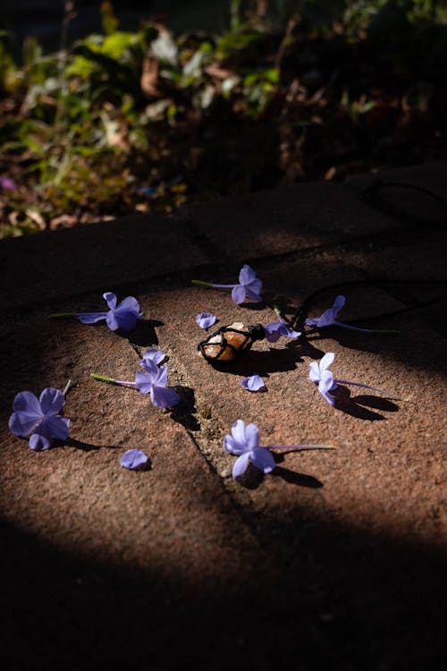 Close-up Photo of Purple Flower Petals 