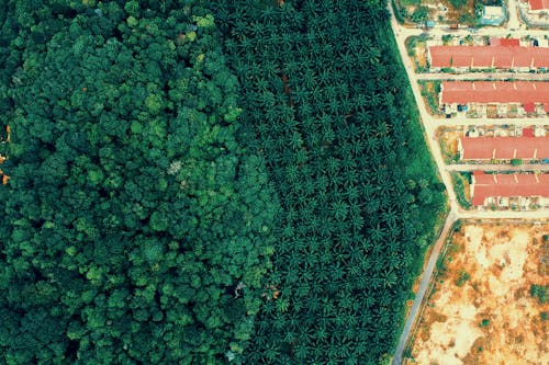 Free Aerial Photography Of Forest And Houses Stock Photo