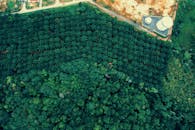 从鸟瞰图可以看出，茂密的森林与整齐的棕榈种植园形成鲜明对比