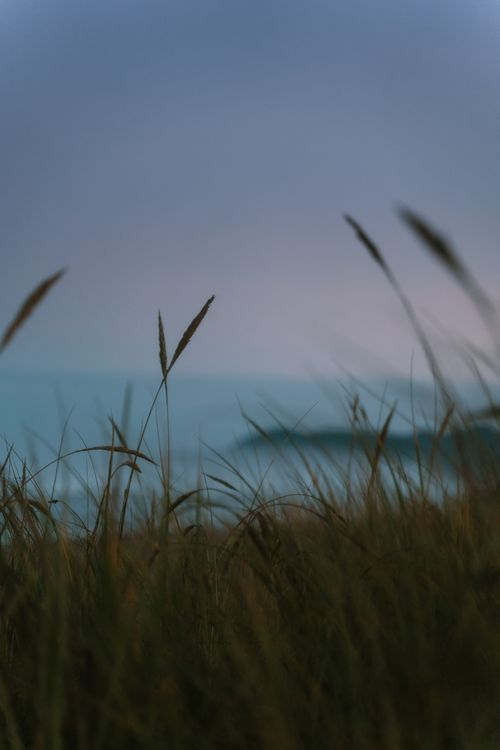 Free Close-up view of coastal grass with ocean backdrop at Rockaway Beach, Oregon. Stock Photo