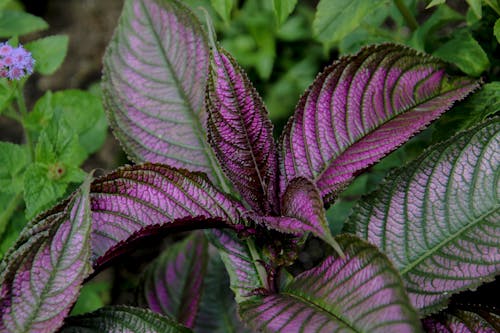 Close-Up Photo of Violet And Green Leaves