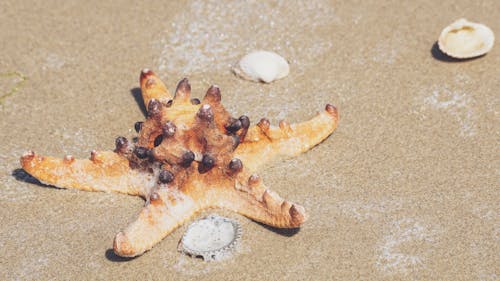 Star Fish Sur Le Sable