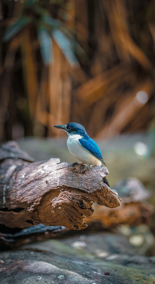 Close-Up Photo of Blue and White Bird Perched on Wood