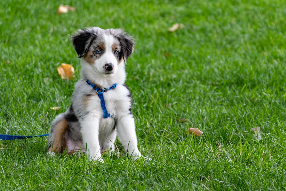 Chiot Sur Terrain En Herbe