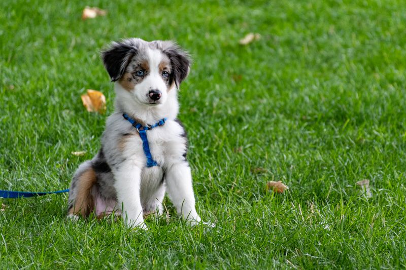 Bi-weekly pet waste removal service maintaining a clean yard