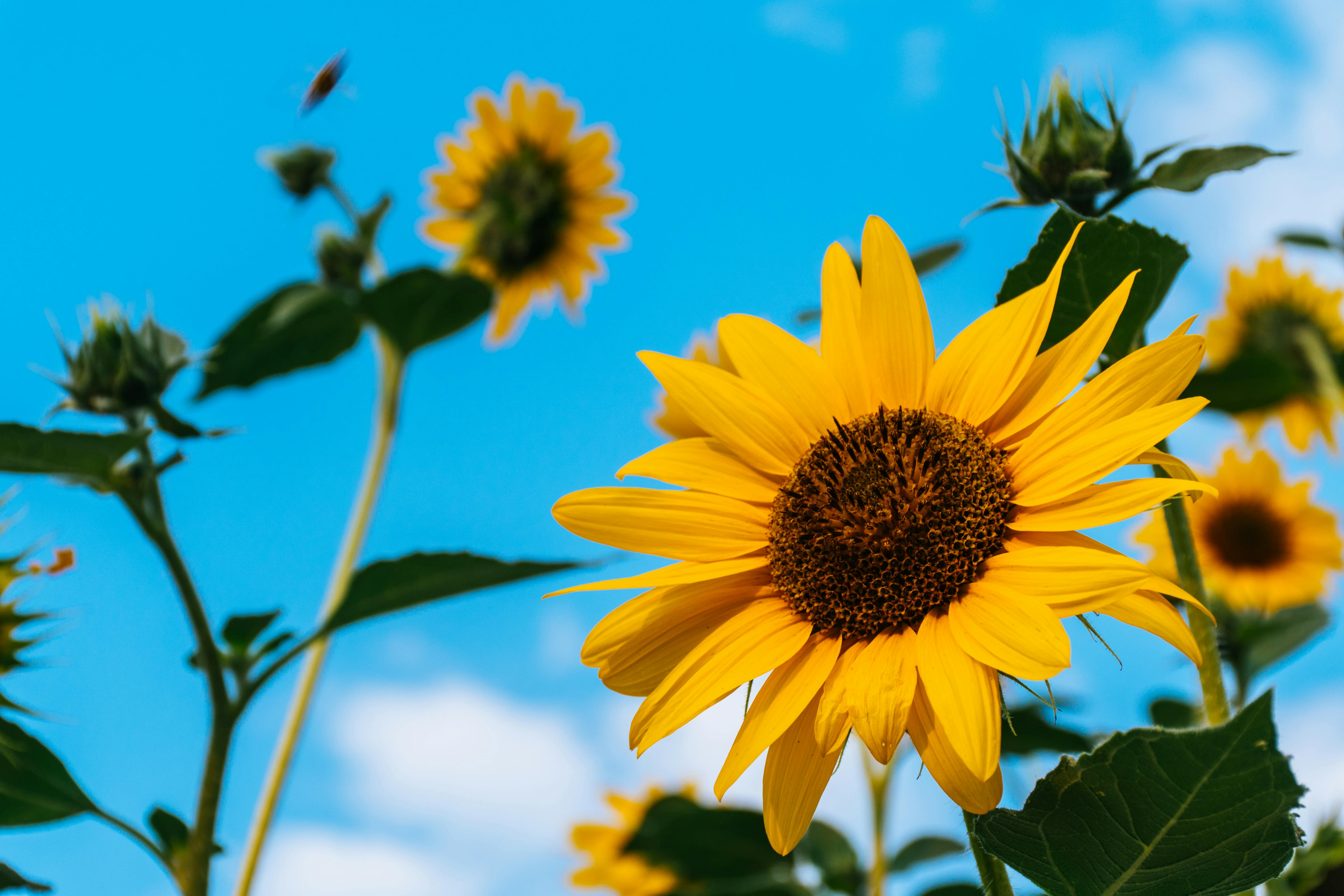 sunflowers