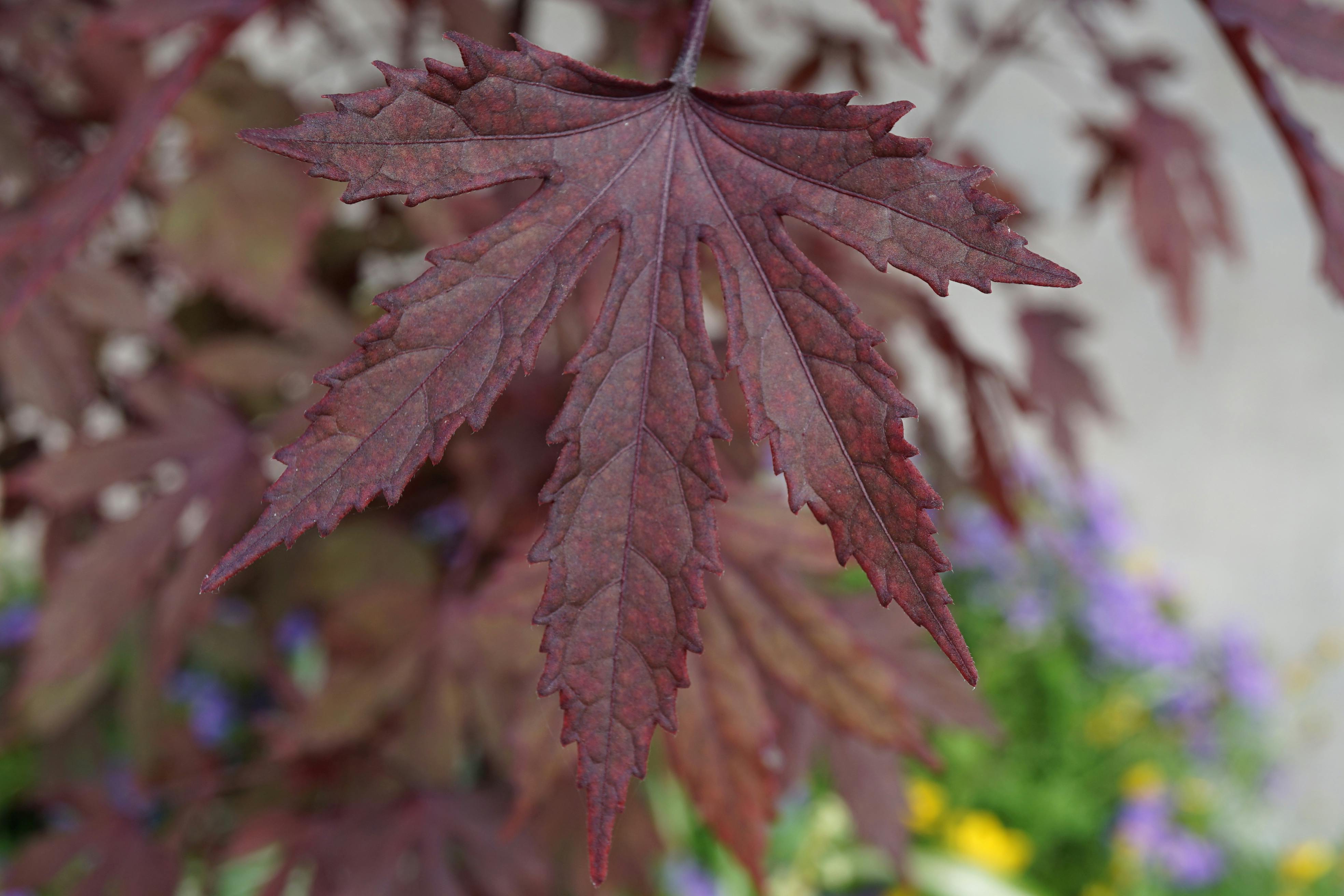 Modern Lusail Stadium in Qatar