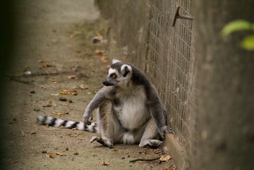 Close-Up Photo of Lemur Sitting on Ground
