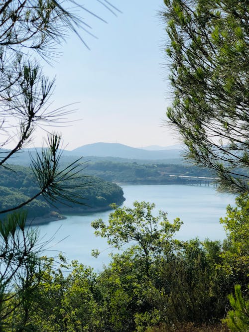 Free Green Trees Near the Body of Water Stock Photo