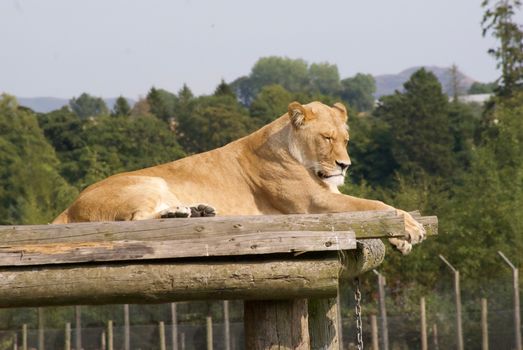 Close-Up of a Lioness Sleeping 