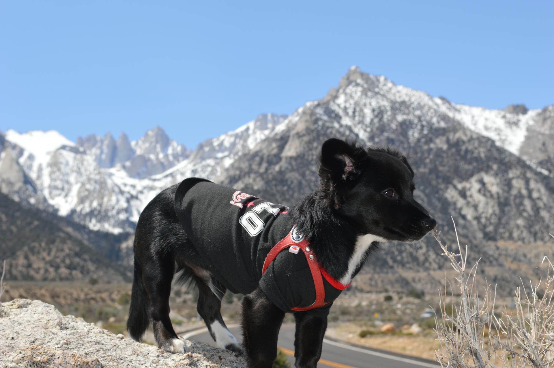 A Black and White Borador Dog near the Mountain Road