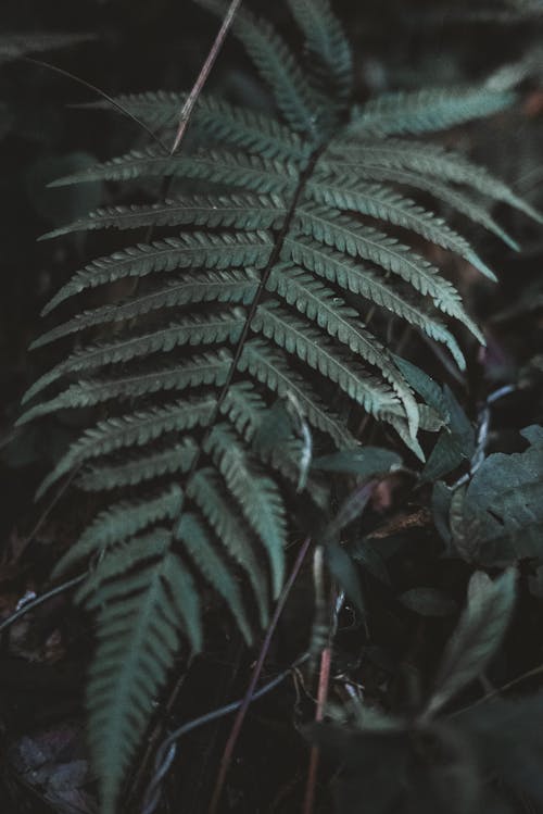 Close-Up Photo of Fern Plant