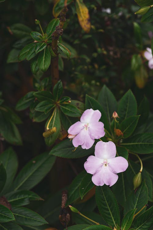 フラワーズ, フローラ, 咲くの無料の写真素材