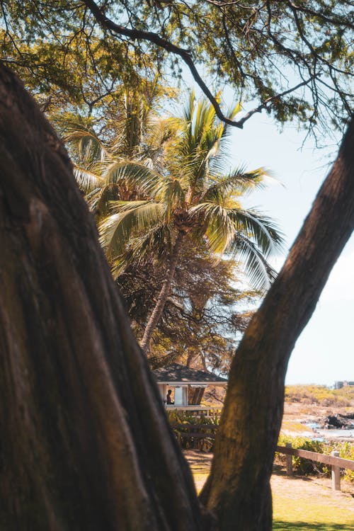 Tree and Palm Tree Landscape