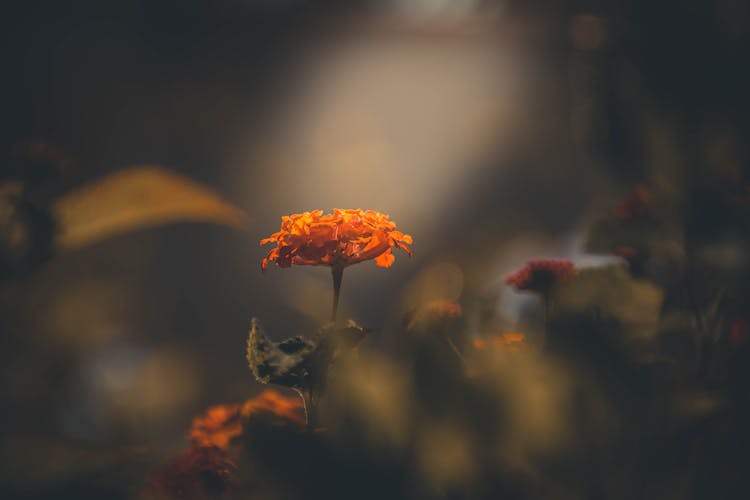 Orange Flower Growing In Garden