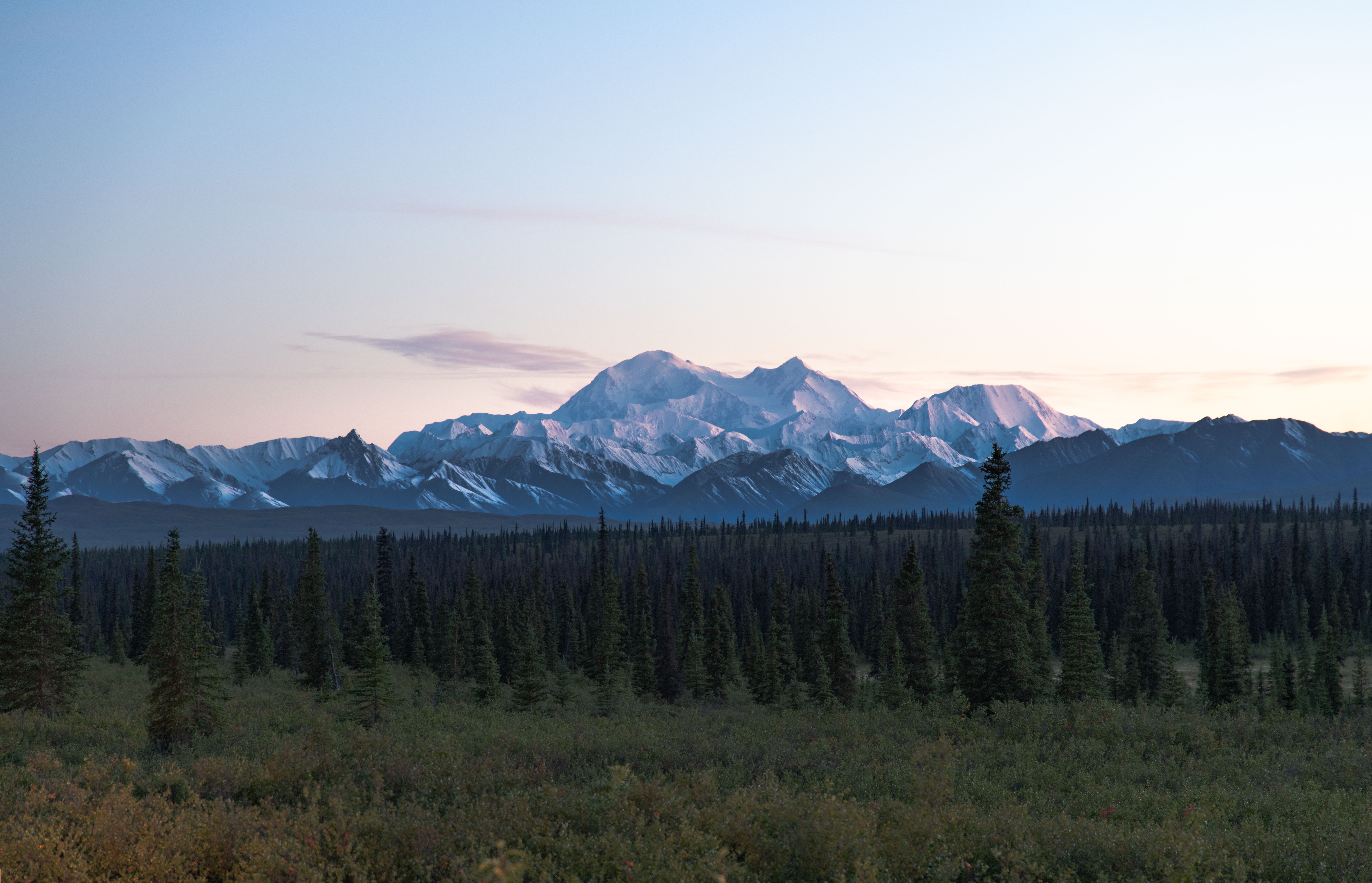 Stunning view of Denali with snow-capped peaks and lush green coniferous forest in Alaska's summer.