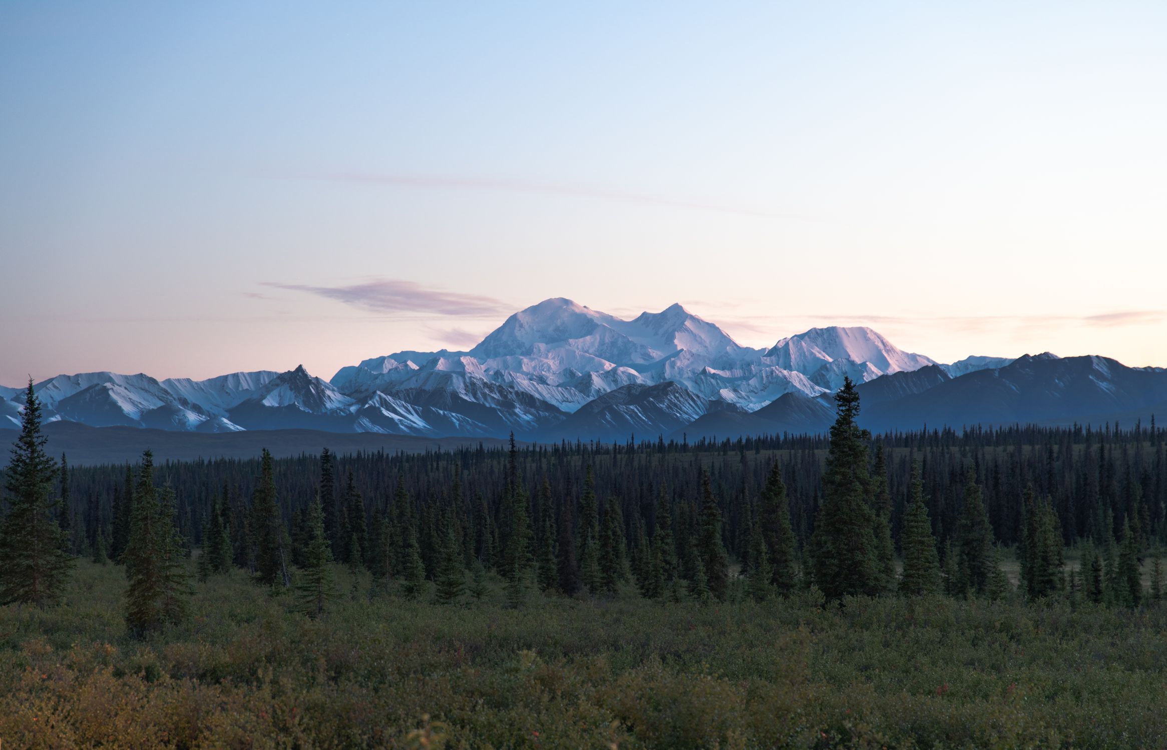 Stunning view of Denali with snow-capped peaks and lush green coniferous forest in Alaska's summer.