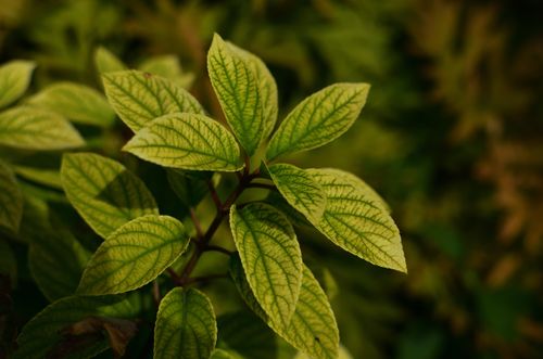Free Detailed close-up of vibrant green leaves showcasing natural patterns and freshness. Stock Photo