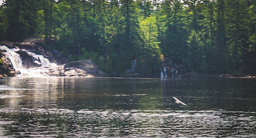 Бесплатное стоковое фото с muskoka, водопад, красота