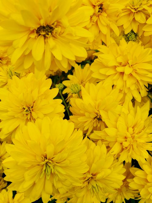 Free A detailed close-up of vibrant yellow chrysanthemums in full bloom, showcasing their beauty. Stock Photo