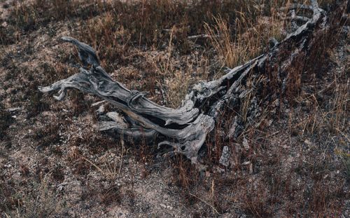 Free Photo of weathered driftwood surrounded by dry grass, showcasing natural decay in an arid landscape. Stock Photo