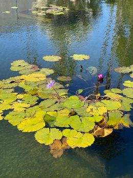 Lily pads on still water, photo by Dr Helen on Pexels