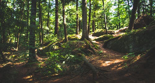 Ingyenes stockfotó erdő, erdő háttér, erdő háttérkép témában