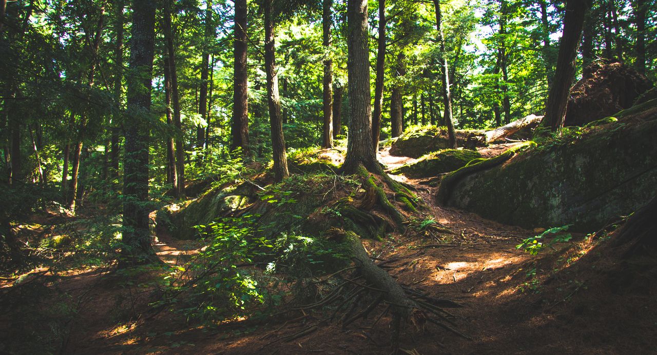 sunlit forest trail in bracebridge on showcasing natural beauty and tr