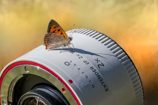 Close-up of a butterfly perched on a camera lens extender, highlighting nature's beauty and technology.