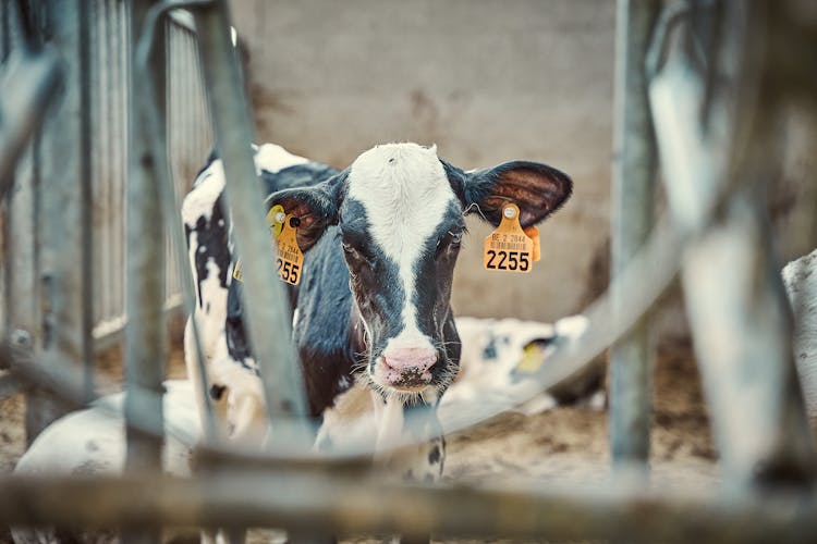 Close-up Photo Of A Calf 