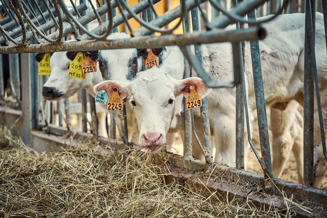 Calf eating Grass · Free Stock Photo