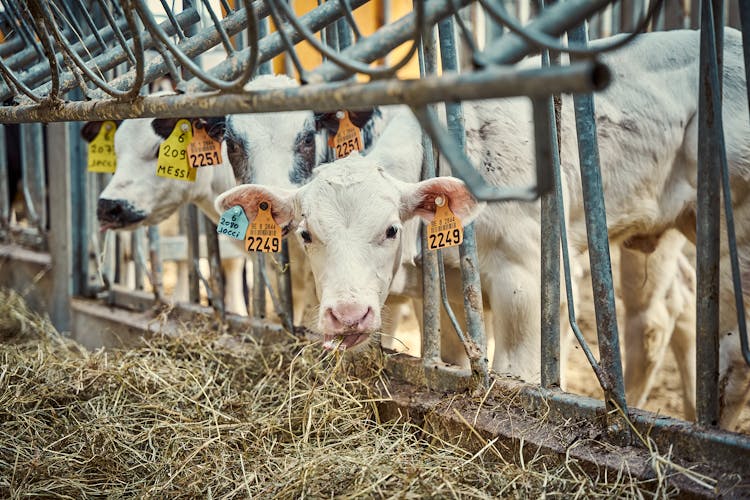 Calf Eating Grass