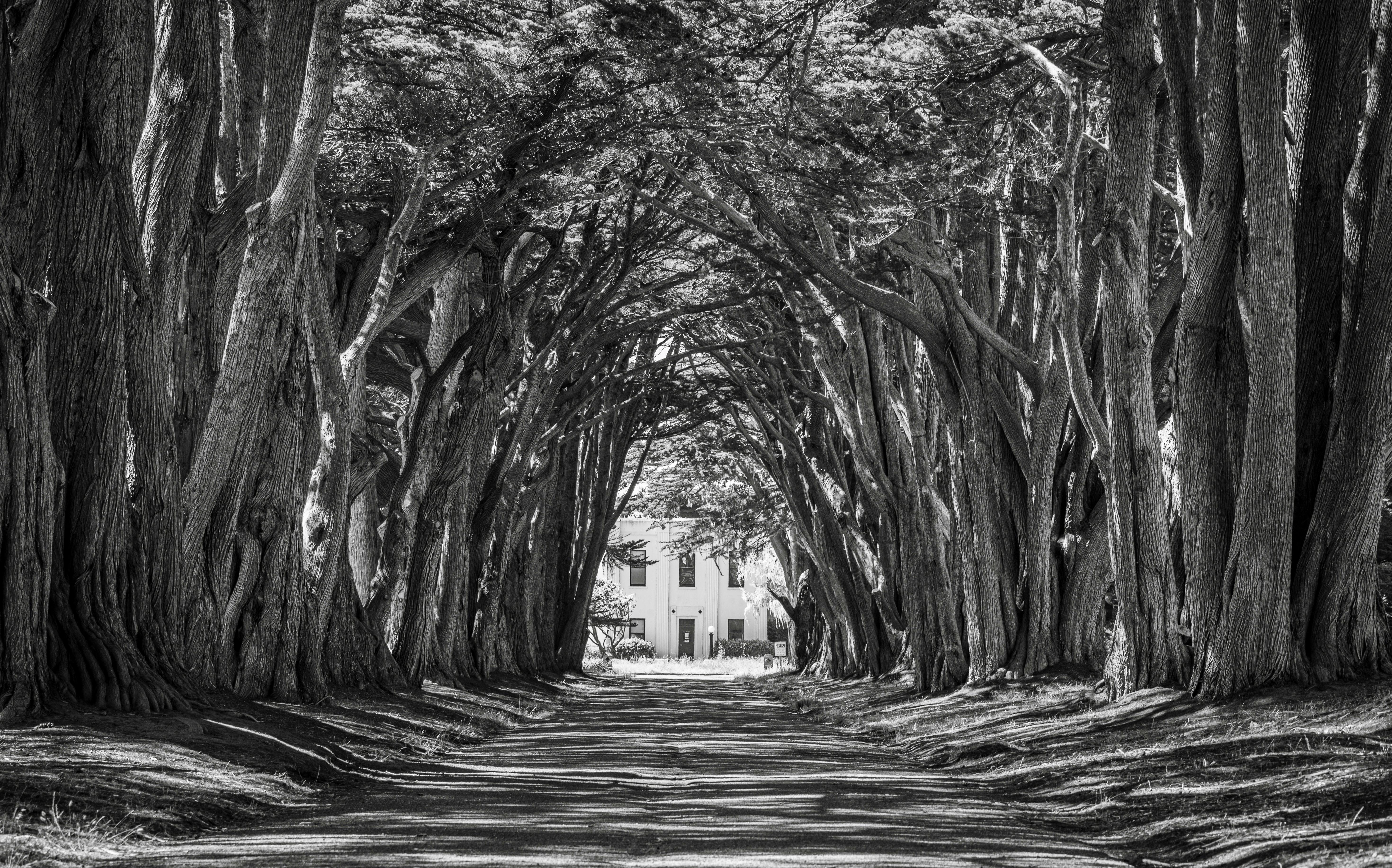 cypress tree tunnel