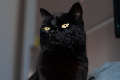 Close-Up Shot of a Black Cat 