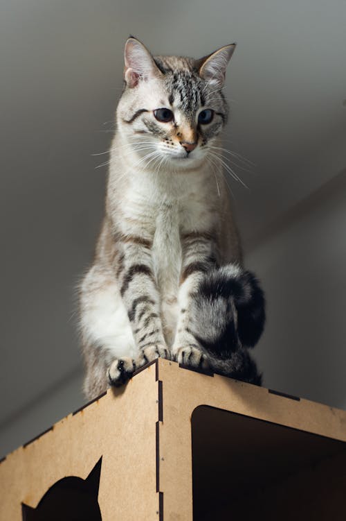 Low Angle Shot of a Tabby Cat 