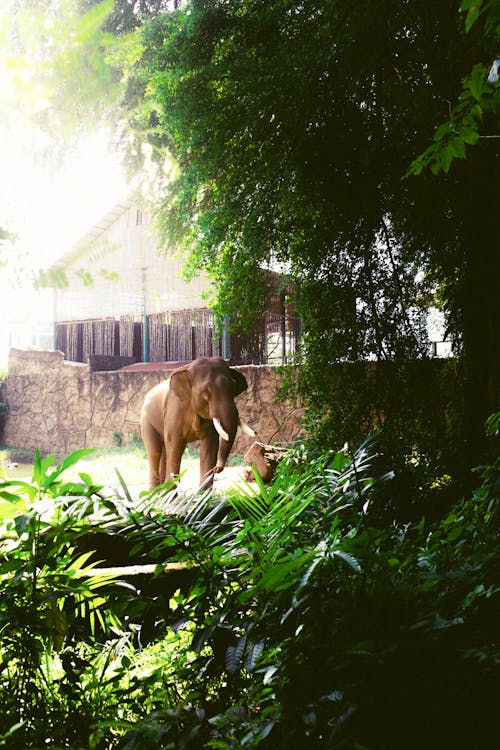 Kostnadsfria Kostnadsfri bild av djur, djurpark, elefant Stock foto